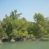 Dans les Sunderbans