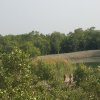 Dans les Sunderbans